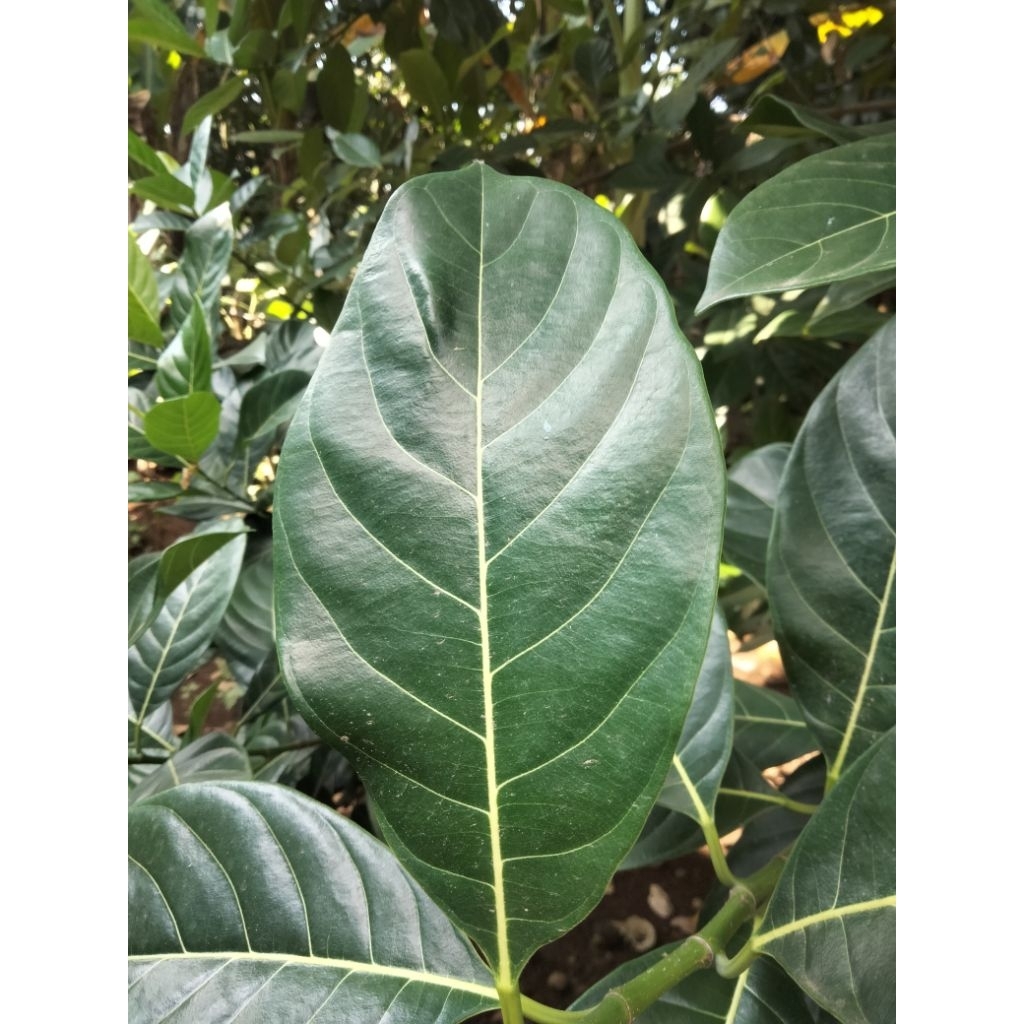 

Daun Nangka Segar Buat Obat Herbal 100 Lembar