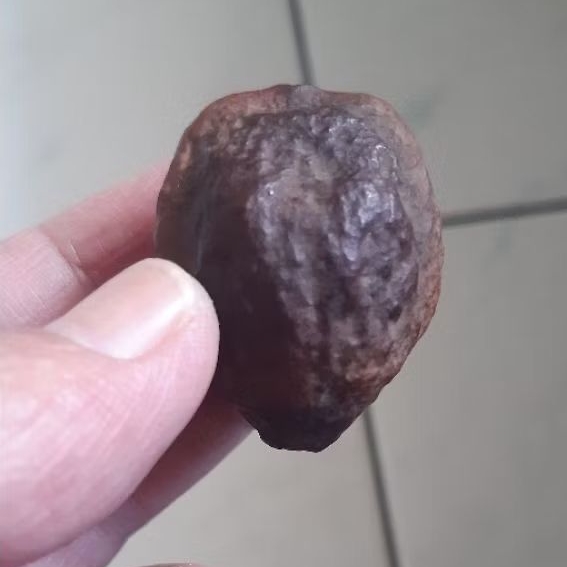 Kemiri Adu Muncang Adu Jabra Gotik Junior