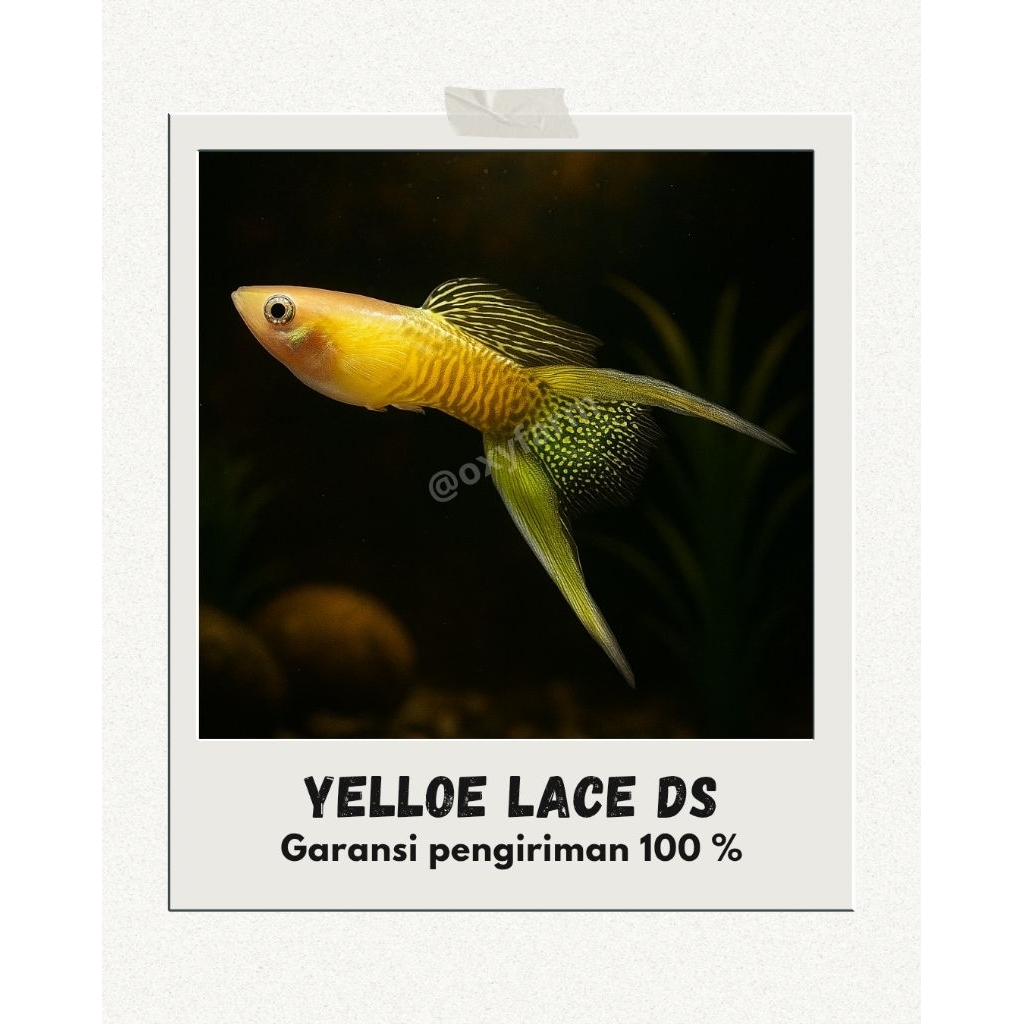 Hiasan aquarium (✨ Guppy Yellow Lace Double Sword - Ikan Hias Guppy Cantik ✨)