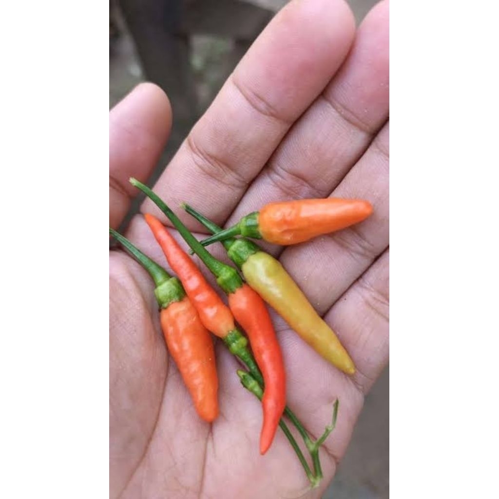 

Lombok kecil 100 gram