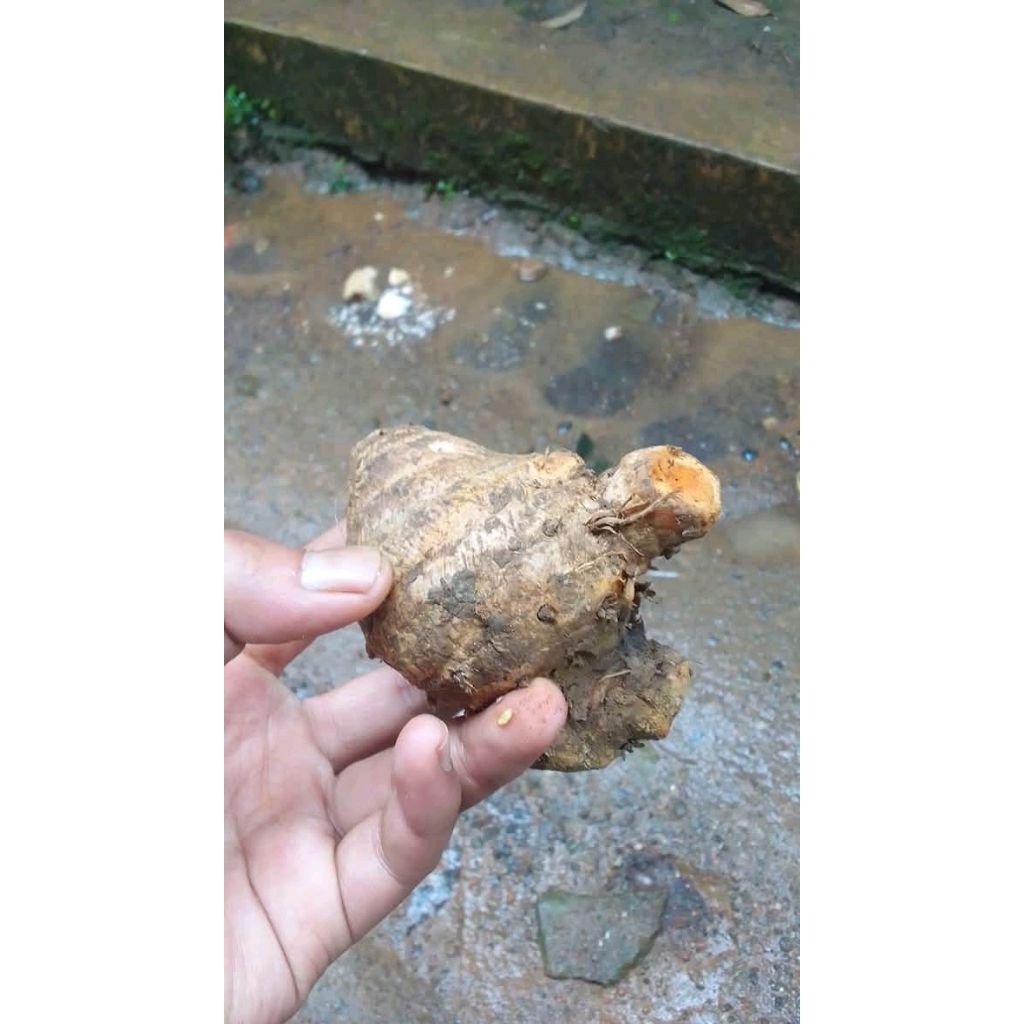

temu mangga/curcuma segar 1kg