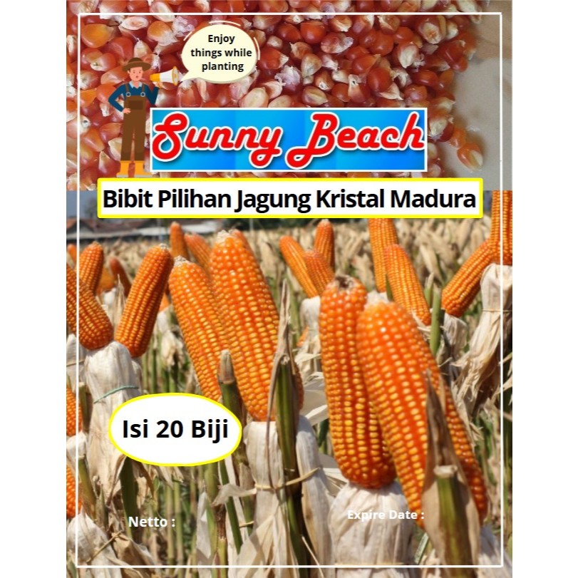 Bibit Pilihan Jagung Kristal Madura | Biji Benih Jagung Kristal Madura | Jagung