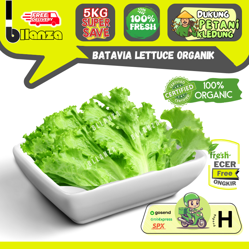

Bllanza | Batavia Lettuce Organik — Sayur Gunung Ecer (H)