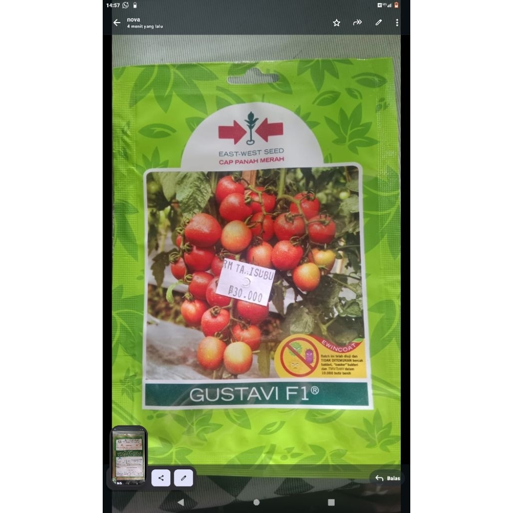 cap Panah Merah gustavi f1