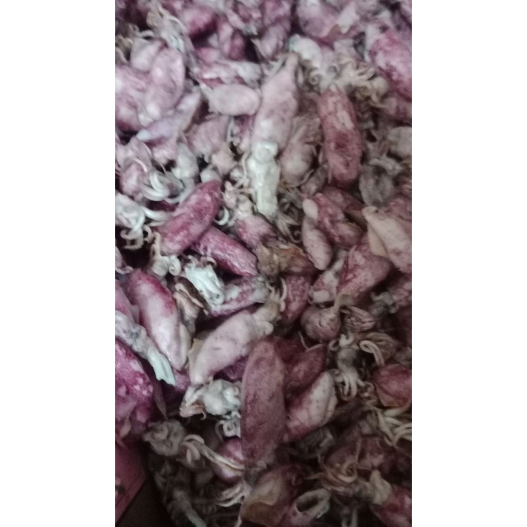 

baby cumi asin fresh 2-5cm