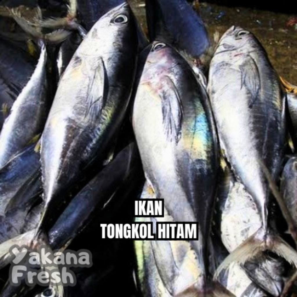 

Ikan Tongkol Hitam 500g