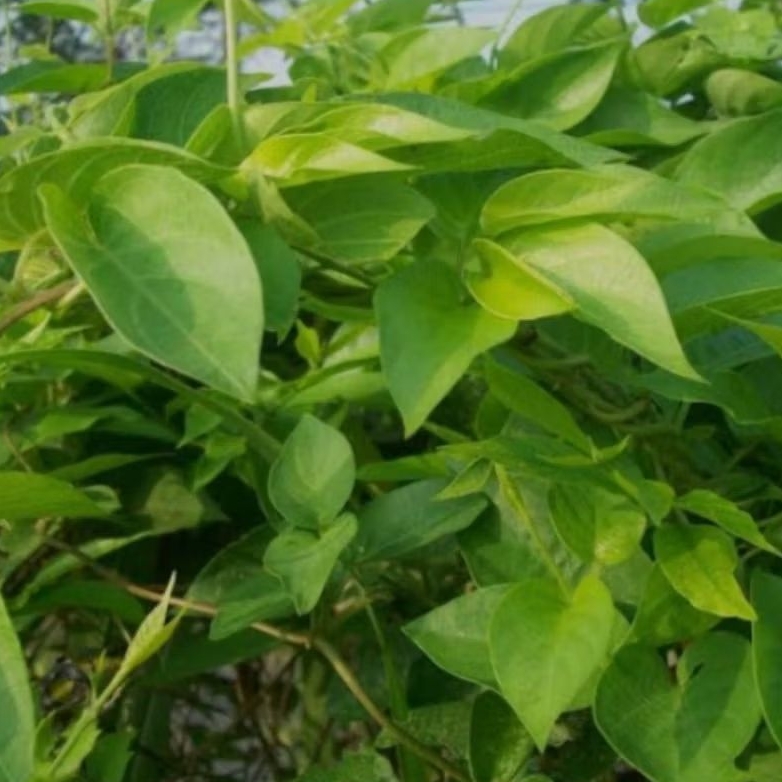 

daun sembukan /daun kentut,buat botokan/ herbal 1 kg