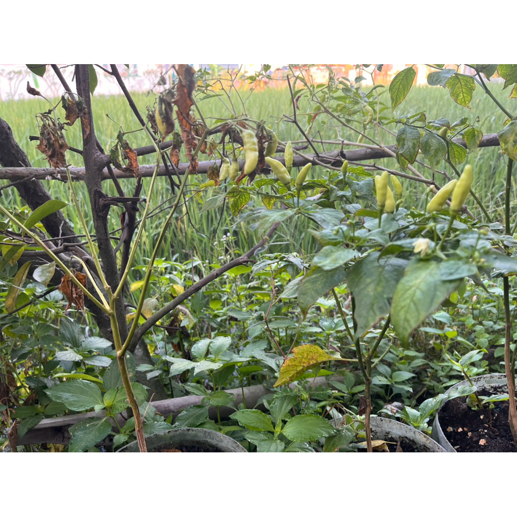 

Bibit Cabe Rawit Unggul – Bibit dari Biji, Tahan Hama, Siap Tanam