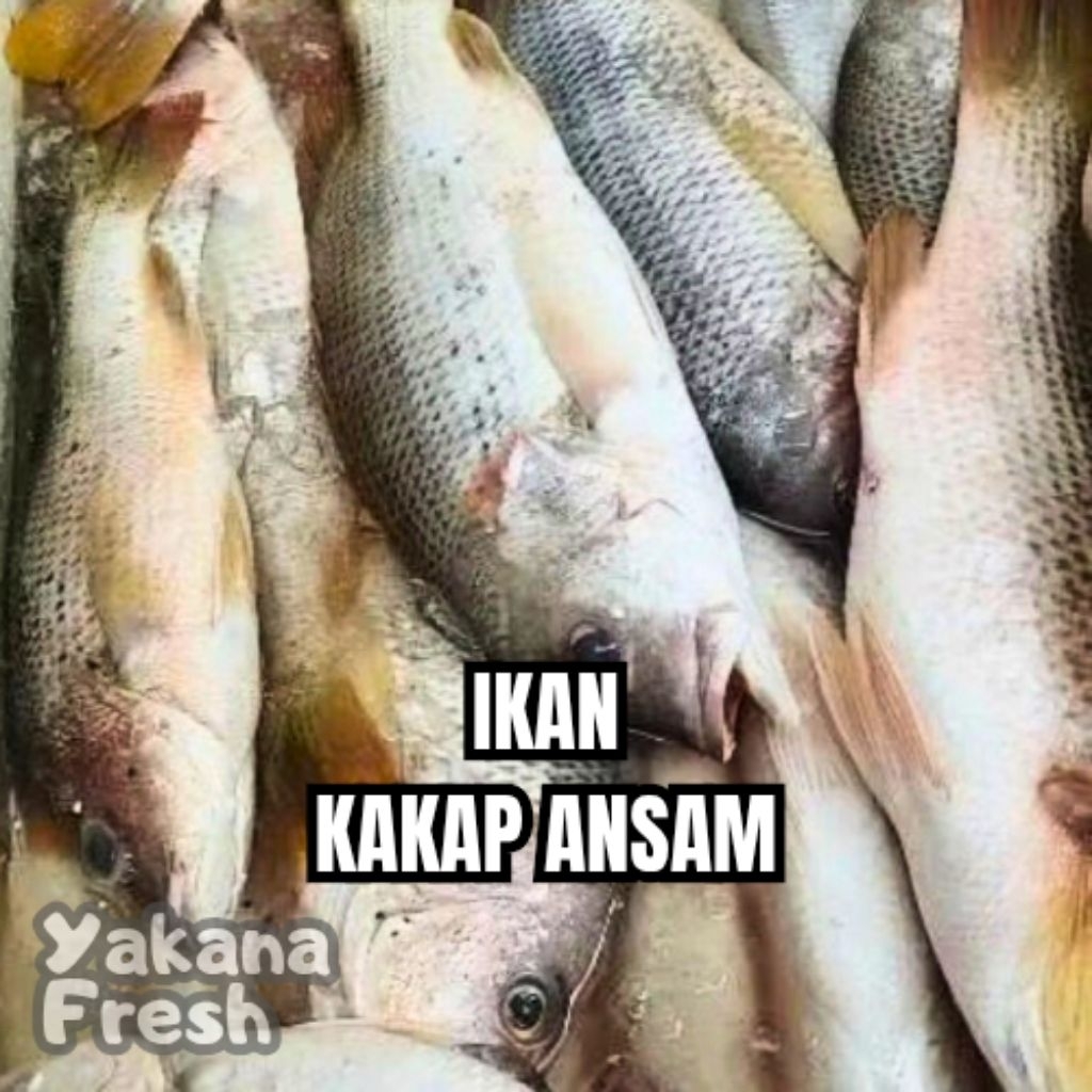 

Ikan Kakap Ansam 500g