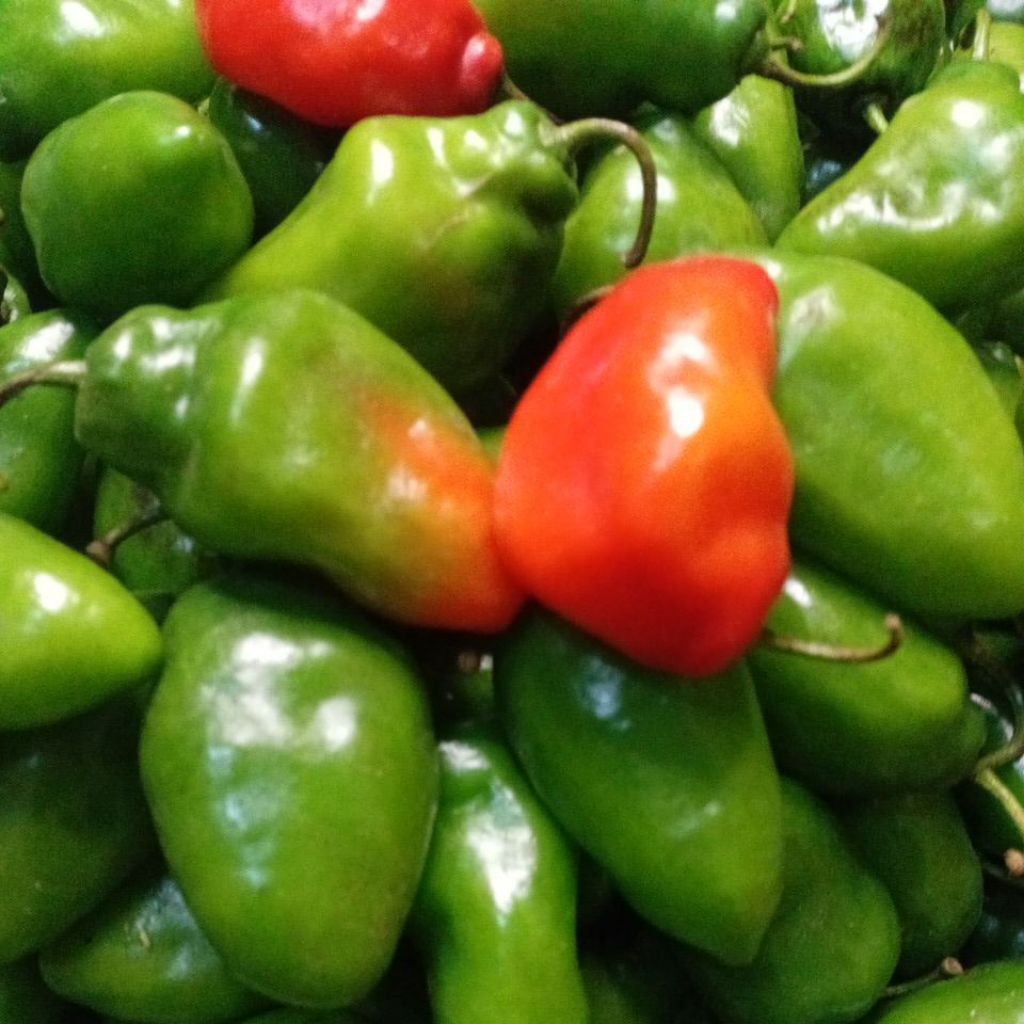 

jual buah cabe gendot segar paket hemat isi 500gr