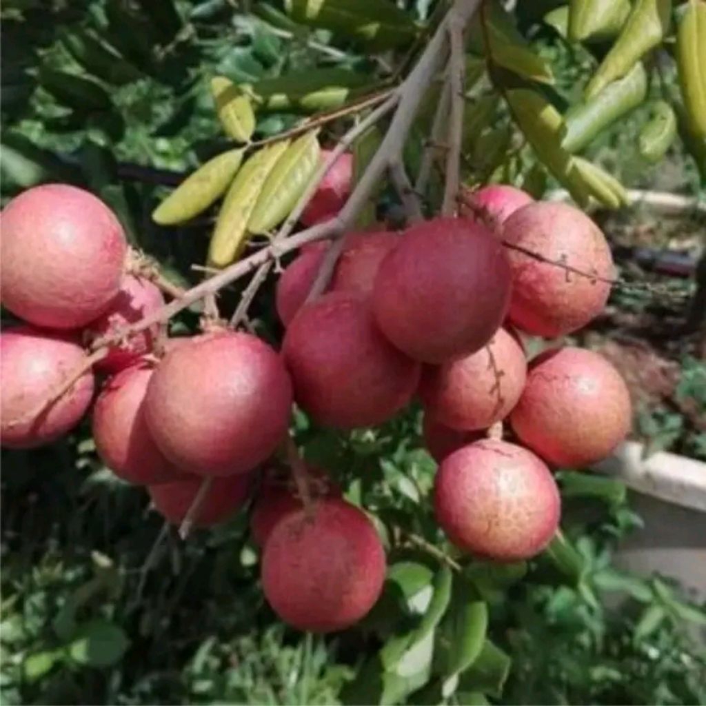 kelengkeng pingpong pink besar berbunga