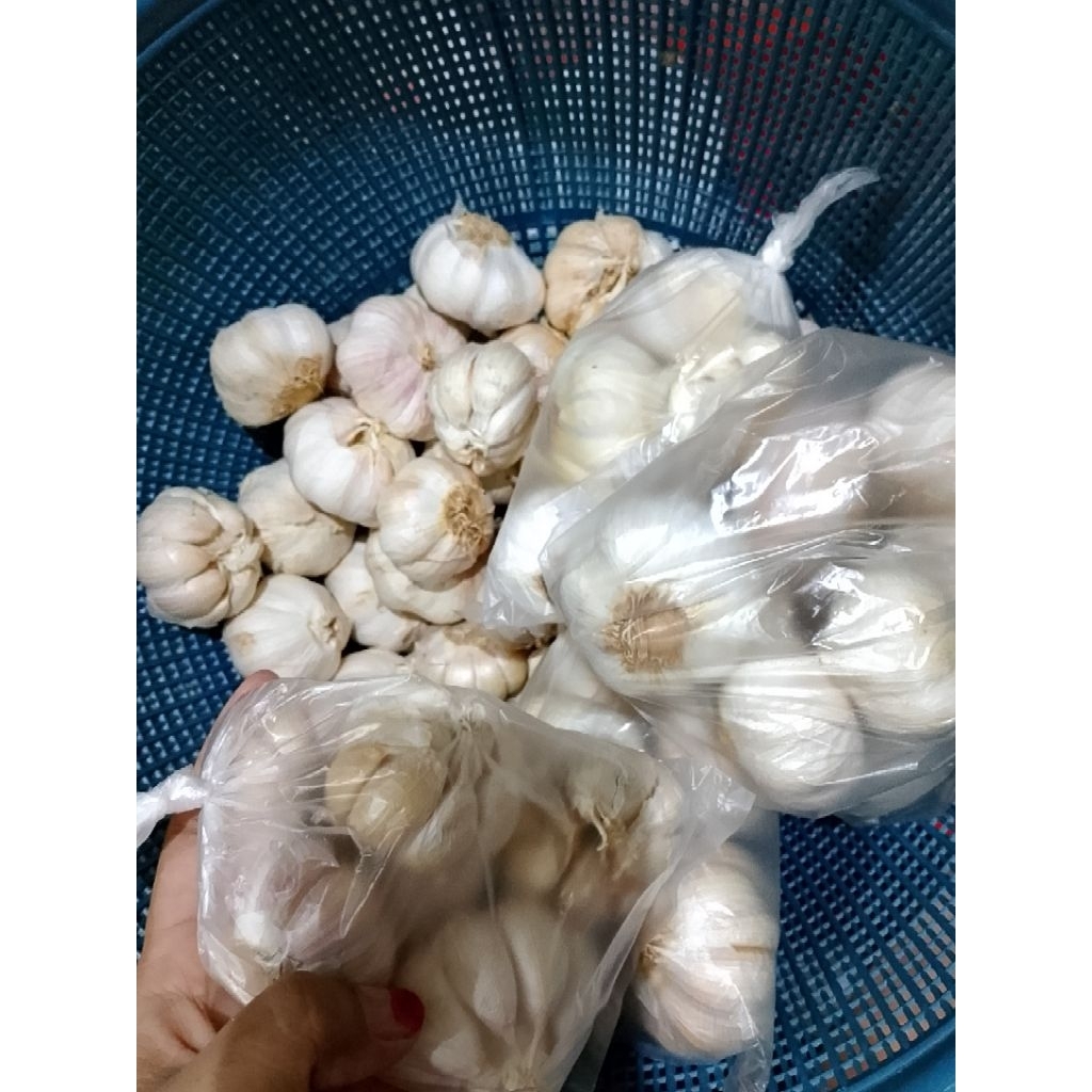 

BAWANG PUTIH MURAH BERSIH