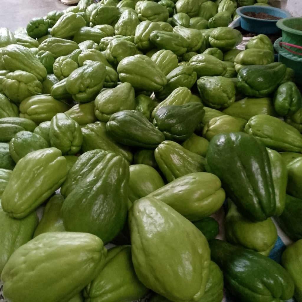 

Labu Siam Untuk Sayur fressh Termurah 1kg