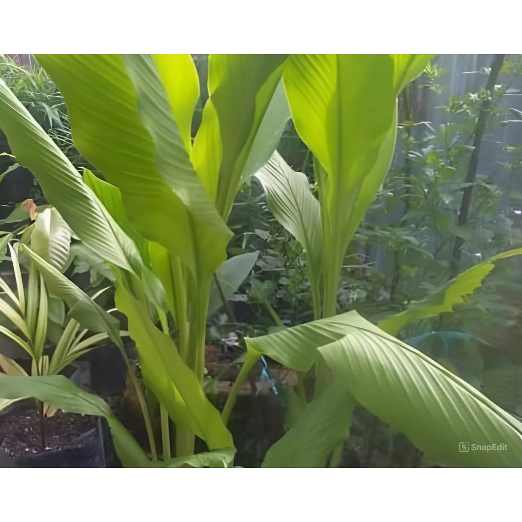 

DAUN KUNYIT / KUNIR SEGAR ORGANIK 1 IKAT (5-7 LEMBAR)