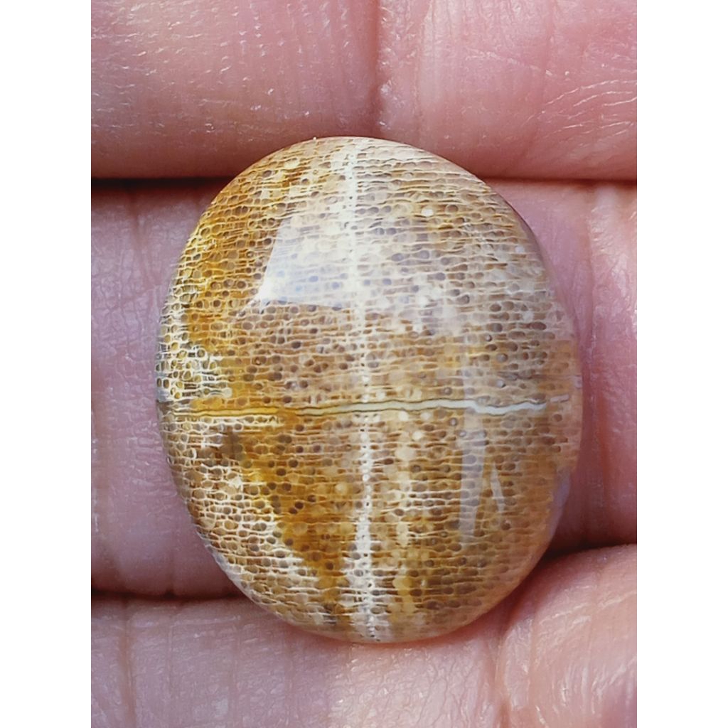 Batu Posil Kelor Kristal Tapak Jalak