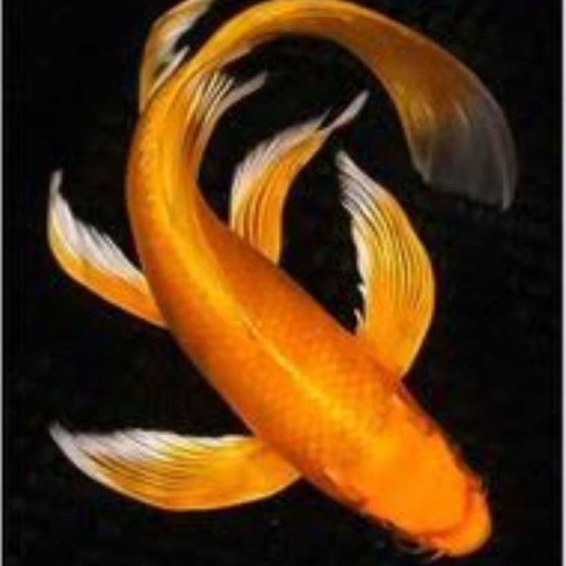 

Stiker koi ogon slayer 12-15cm