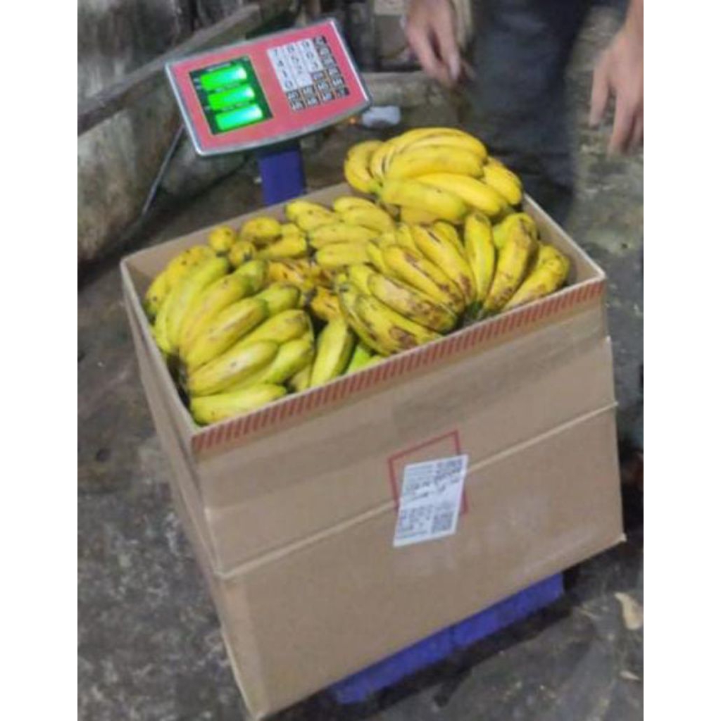 

Pisang Barangan berat 2kg/sisir