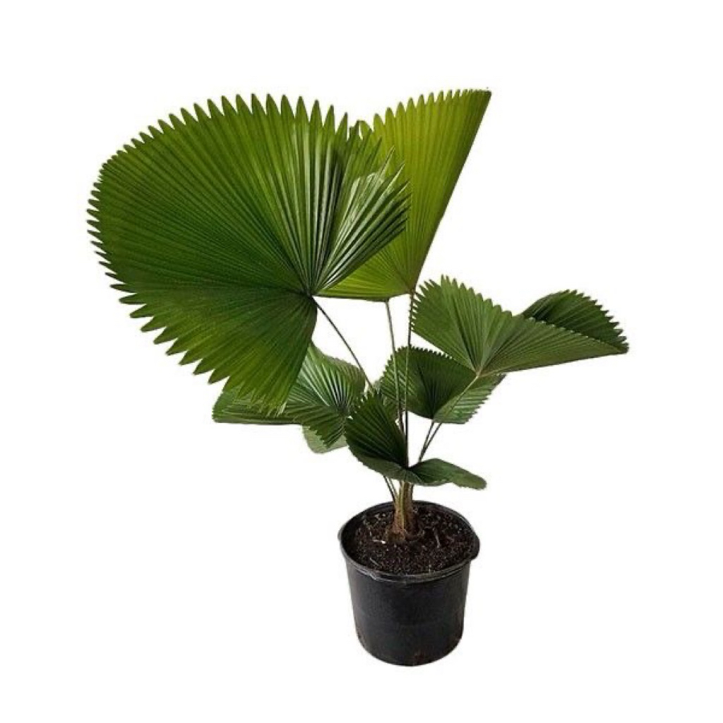 tanaman hias palm kol - bibit palm kol