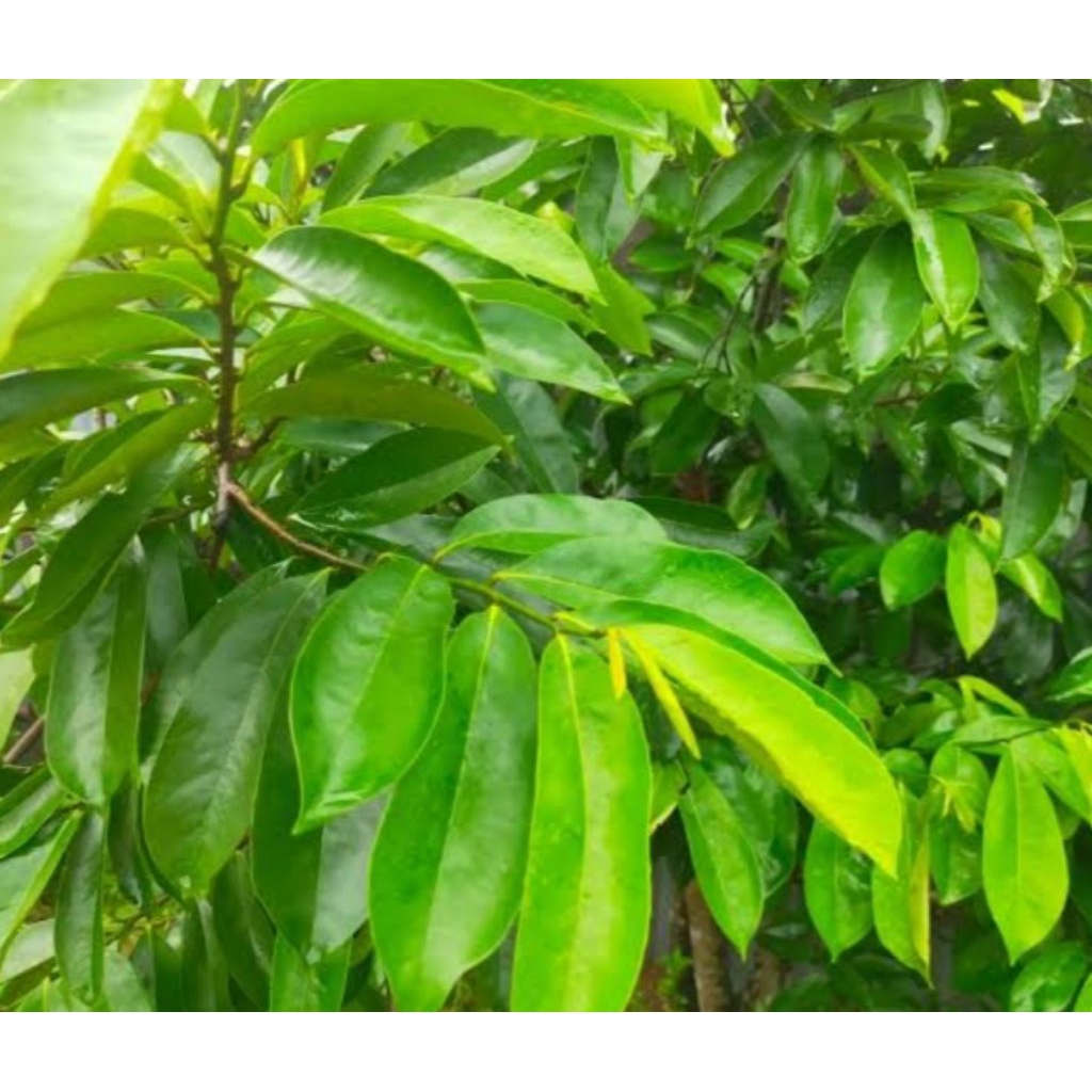 

daun sirsak segar,100 lembar