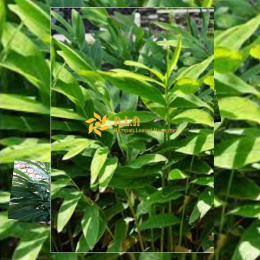 Bibit lengkuas | bibit lengkuas berkualitas