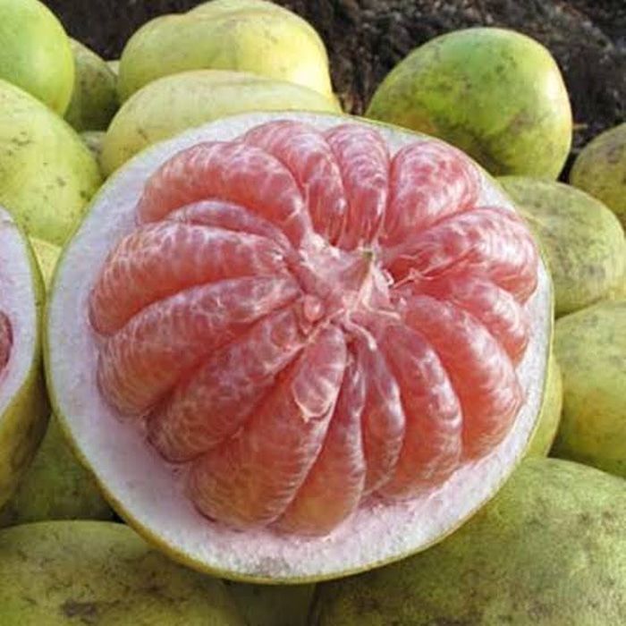 

Jeruk bali / pomelo