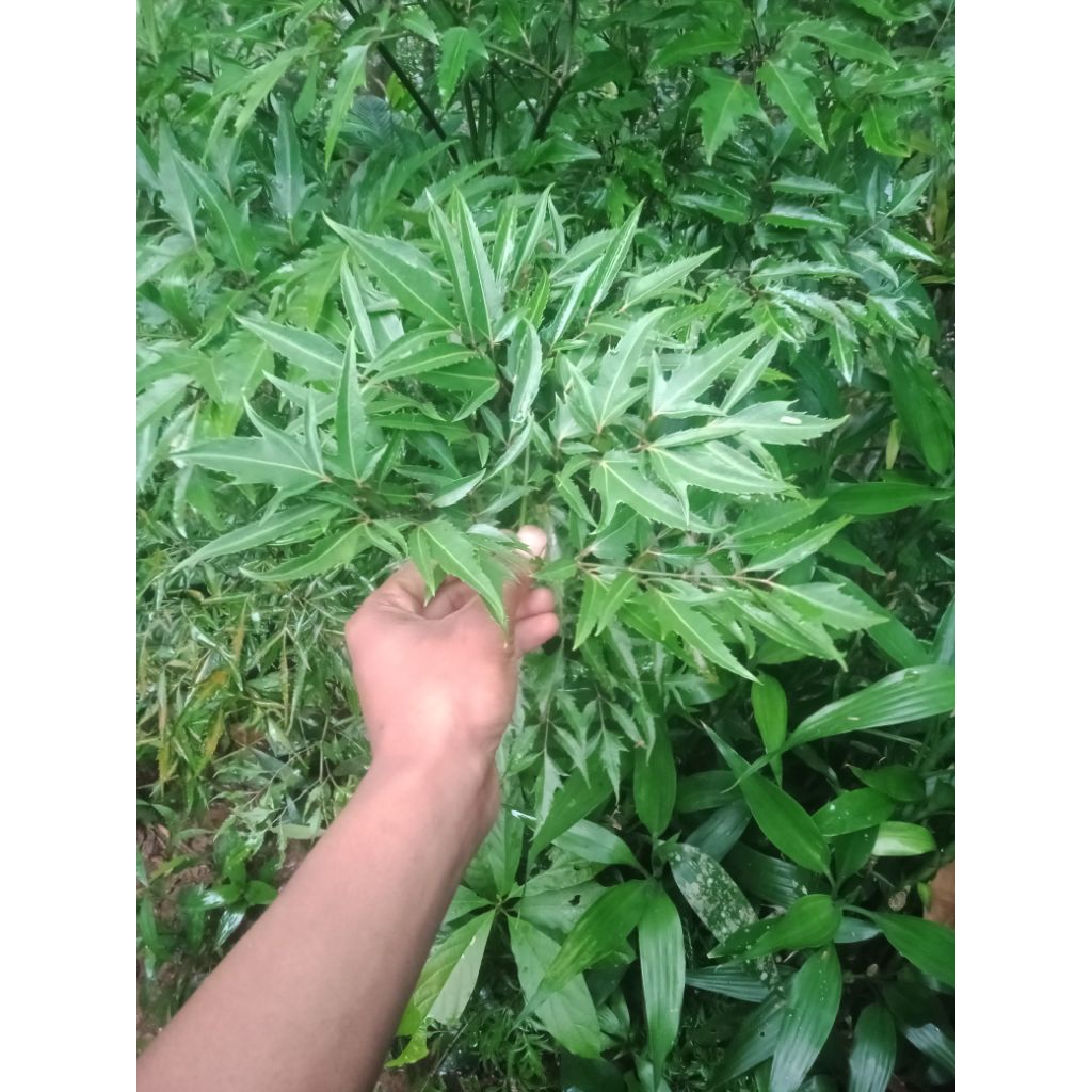 

ready daun sayur daun i ima fres 500g