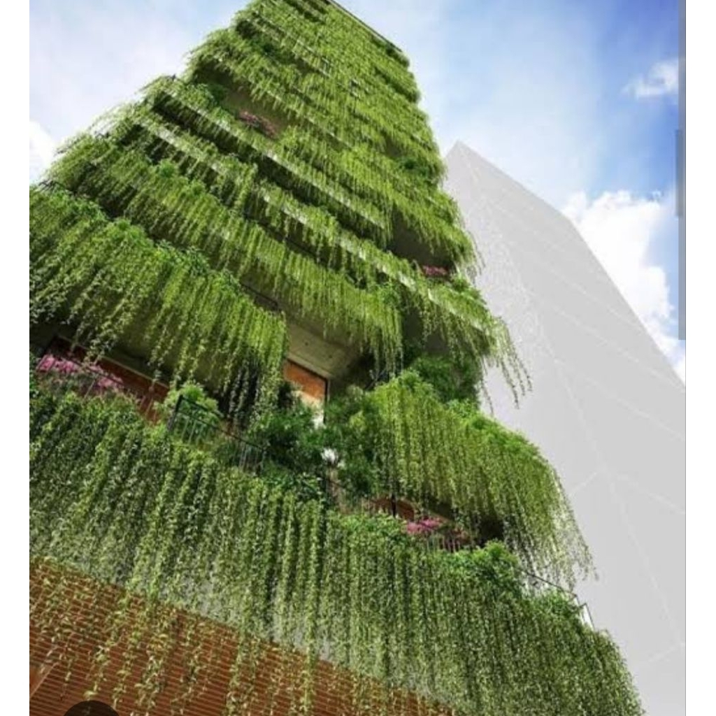 Lee kwan yu tanaman menjuntai hidup Semarang Jawa tengah jateng terdekat