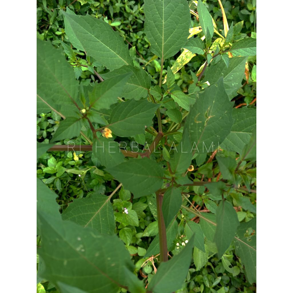 

Cecendet atau ciplukan (physalis angulata)