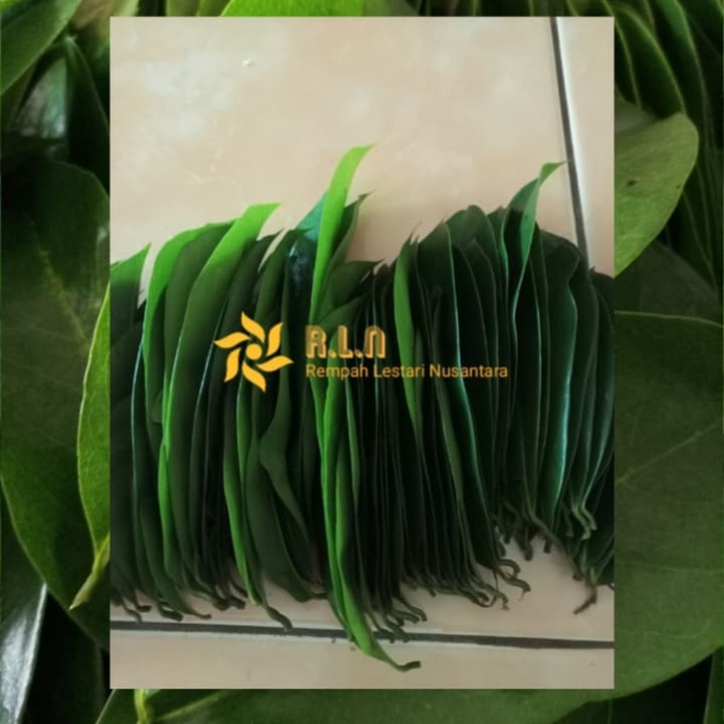 

Daun sirsak segar dan fresh | langsung petik