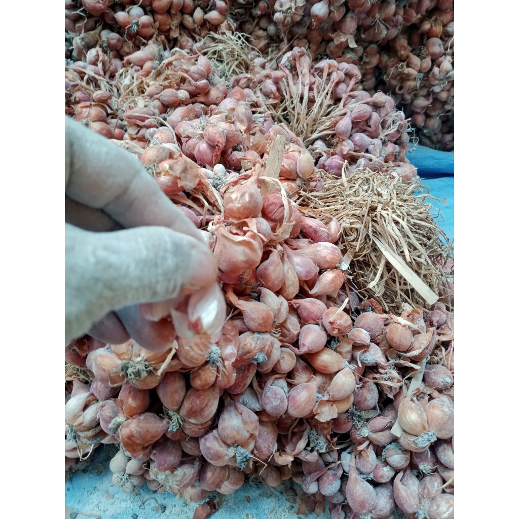 

BibitBawangMerahVarietasTajuk