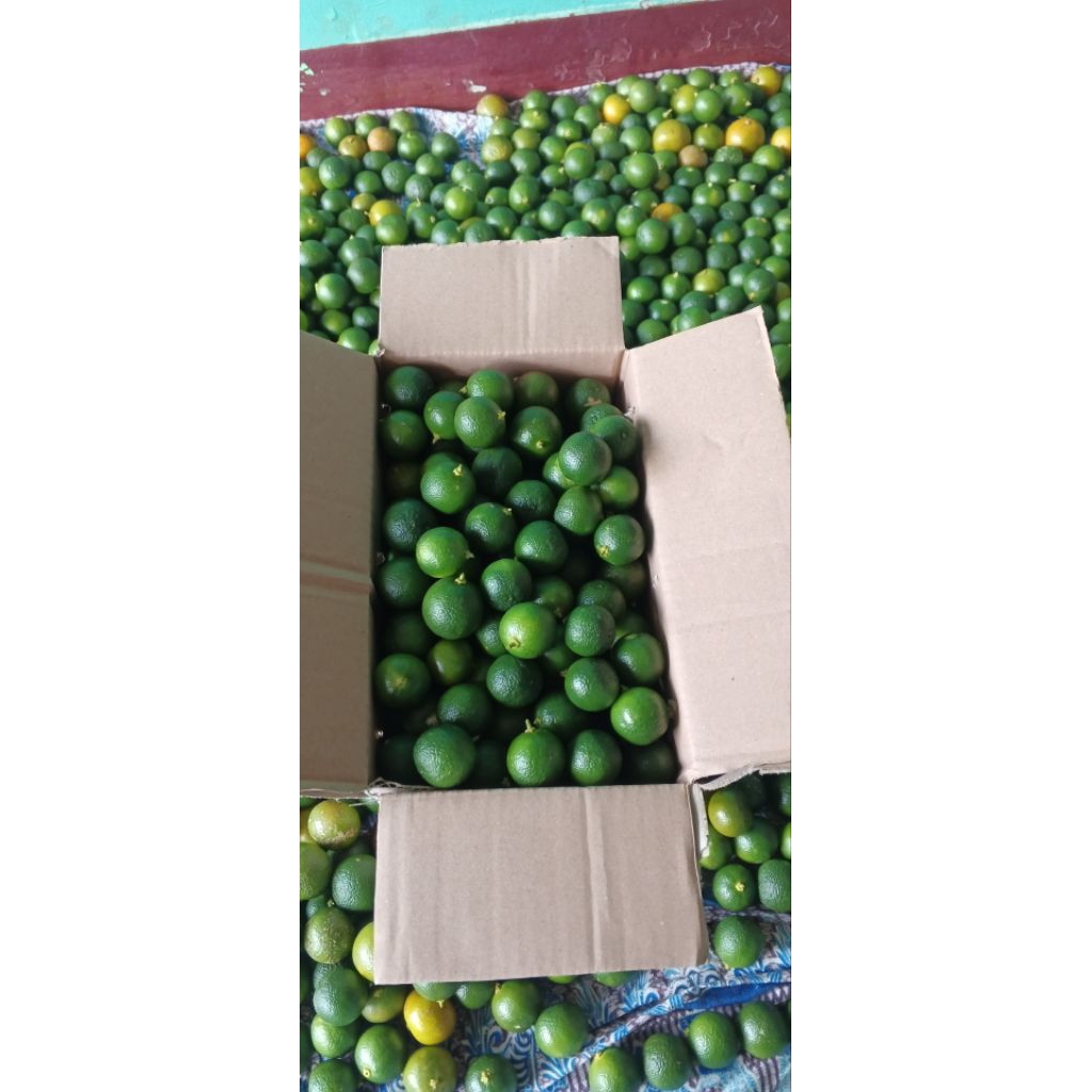 

Jeruk sonkit kasturi 1 kilo fresh hijau lemon cui kiamboy KECIL