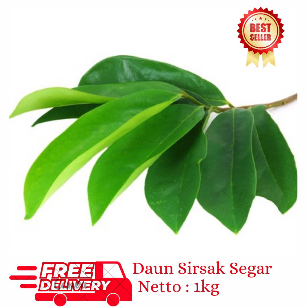 

Jual 1kg Daun Sirsak Segar-Daun Sirsak Fresh-Obat Herbal alami