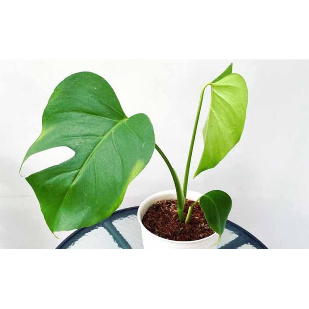 Anakan Tanaman Monstera Deliciosa