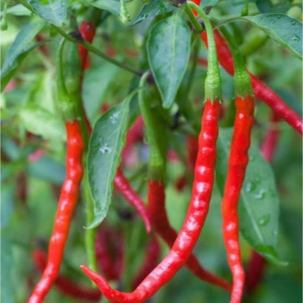 35 Benih Cabe Keriting Unggul Bibit Benih Biji Cabe Cabean Benih Seribuan Hidroponik Hydroponic