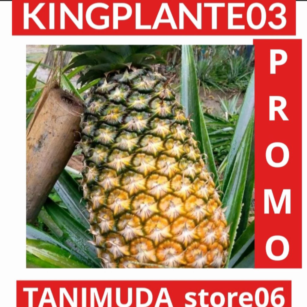 BIBIT NANAS MADU 5 PCS NANAS SUPER NANAS JUMBO BISA COD