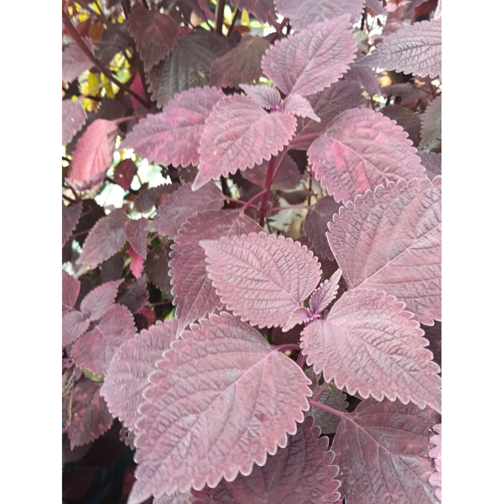 

Daun jawer kotok .fres 500 gram . di ambil saat orderan masuk