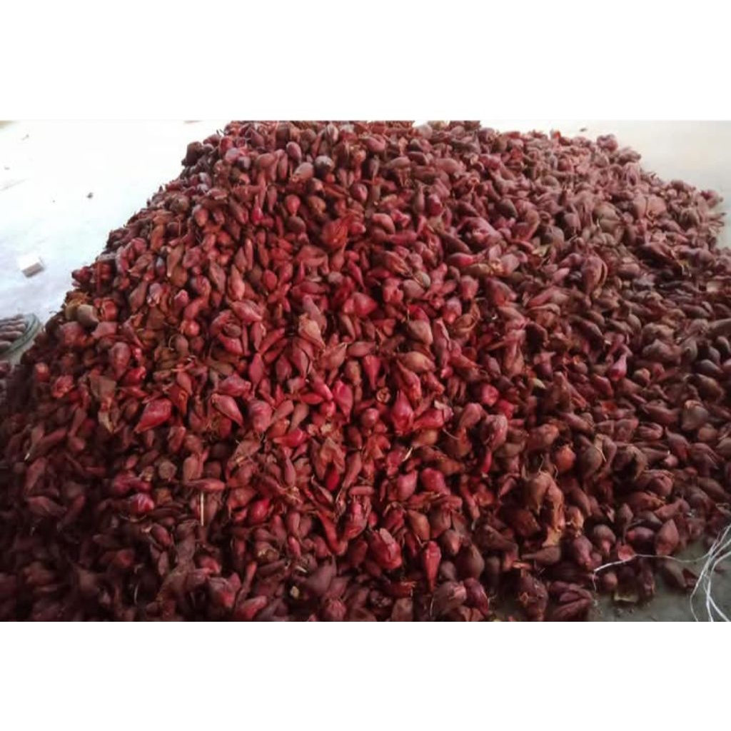 

BIBIT BAWANG DAYAK RECEH /BIJI ATAU POHON