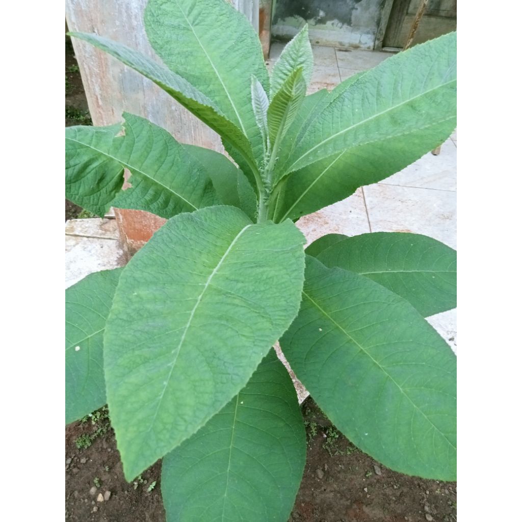 

Daun sembung segar per 250 gram