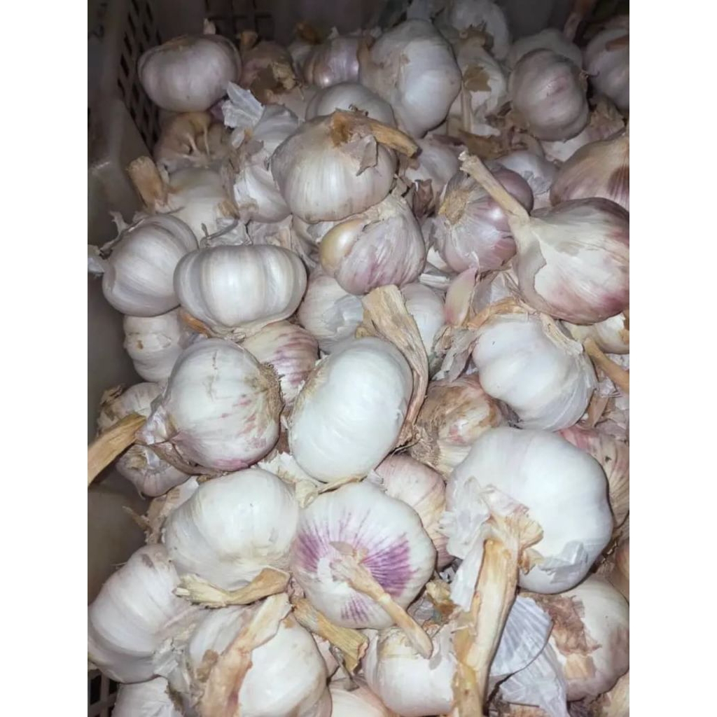 

READY Bawang Putih KOTOR 250g/500g/1kg