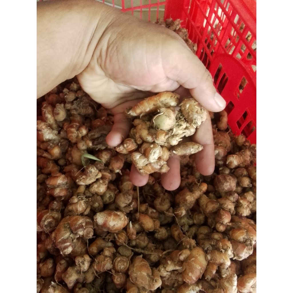 

kencur cikur rempah2 bumbu/Nur'falisha oll shopp