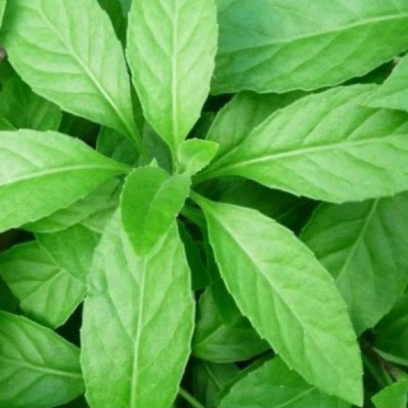 

((HERBAL)) DAUN SAMBUNG NYAWA SEGAR 100 LEMBAR OBAT TRADISIONAL SAMBUNG NYAWA |