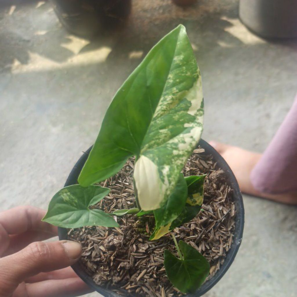 Syngonium Yellow Variegata