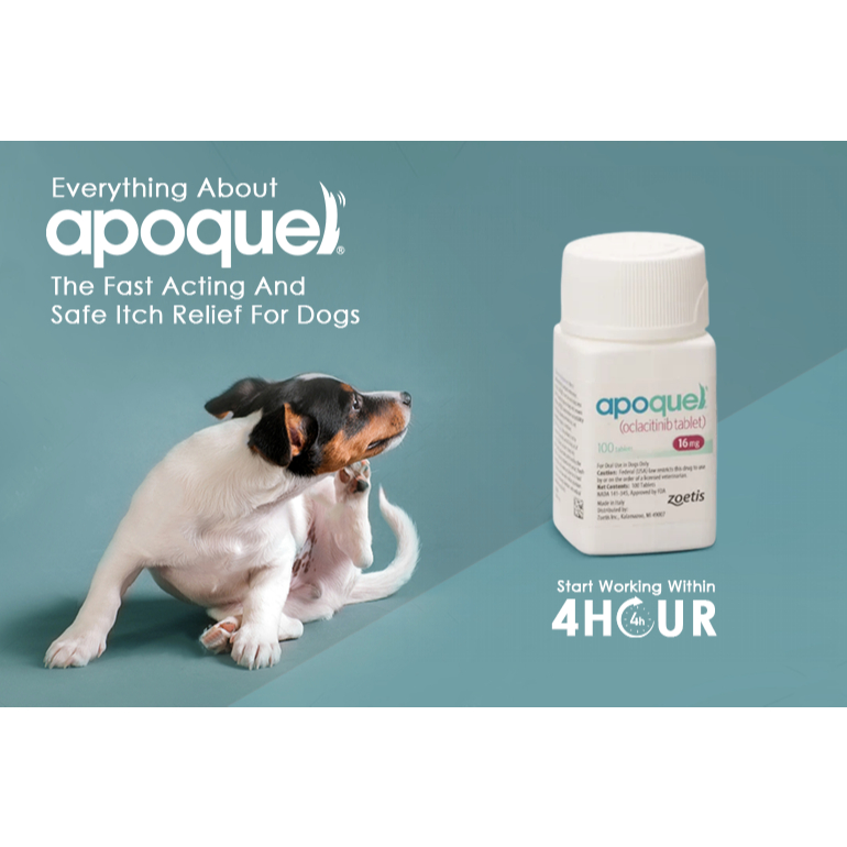 [10 Tablet] Obat Gatal & Alergi Pada Anjing Apoquel Tablets
