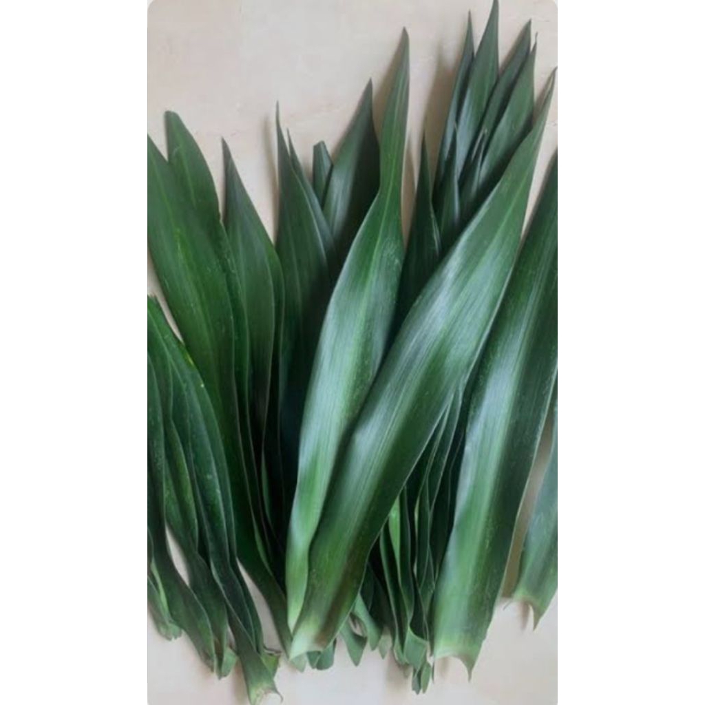 

Daun pandan suji/daun suji segar langsung dari pohon (harga per 30lembar)