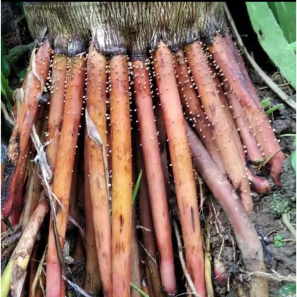 

akar pinang muda atau jambe 1kg