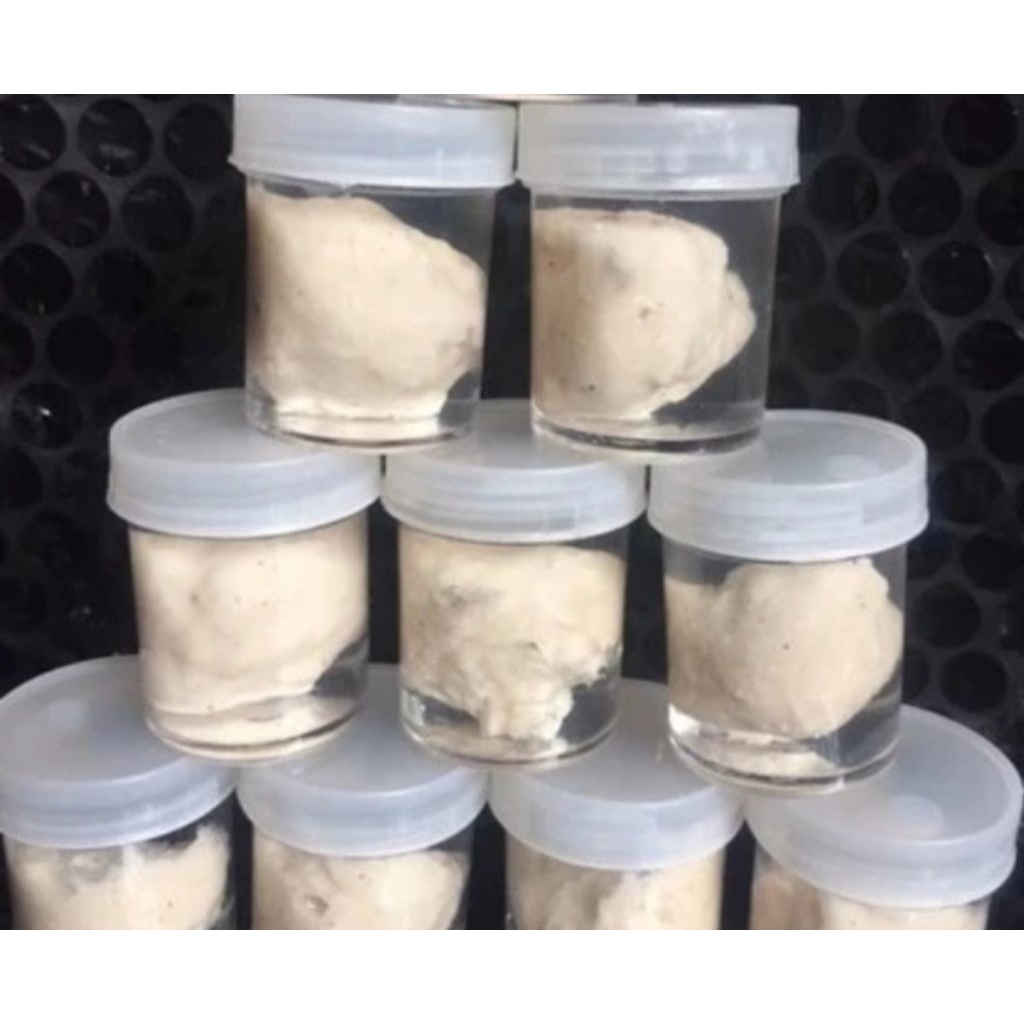 getah/pulut untuk pikat burung