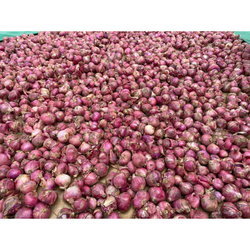 

BAWANG MERAH LOKAL CAMPUR ASLI GARUT BERAT 1 KG