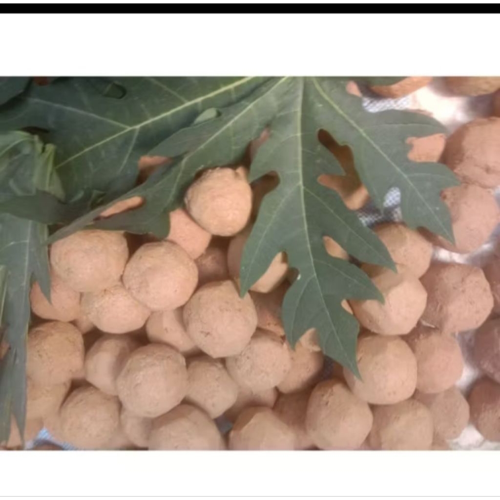 

ampo tanah penghilang pahit daun pepaya