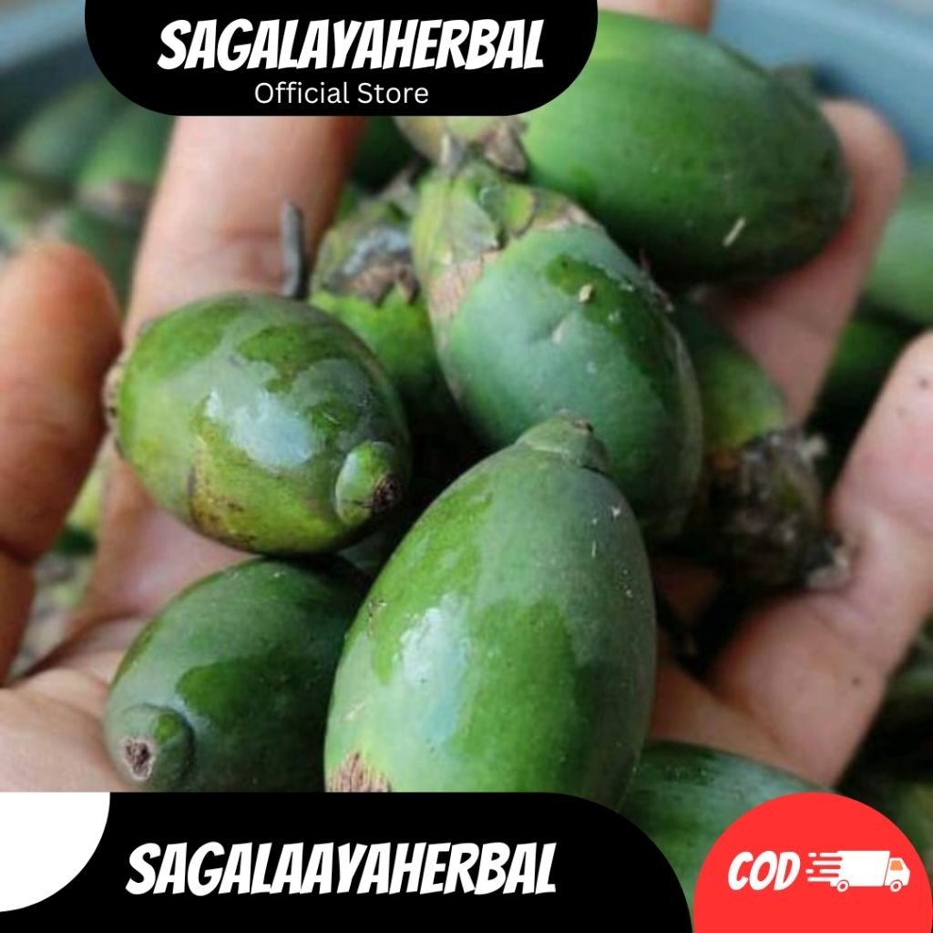 

STAMINA HERBAL BUAH JAMBE MUDA1KG ATAU PINANG MUDA