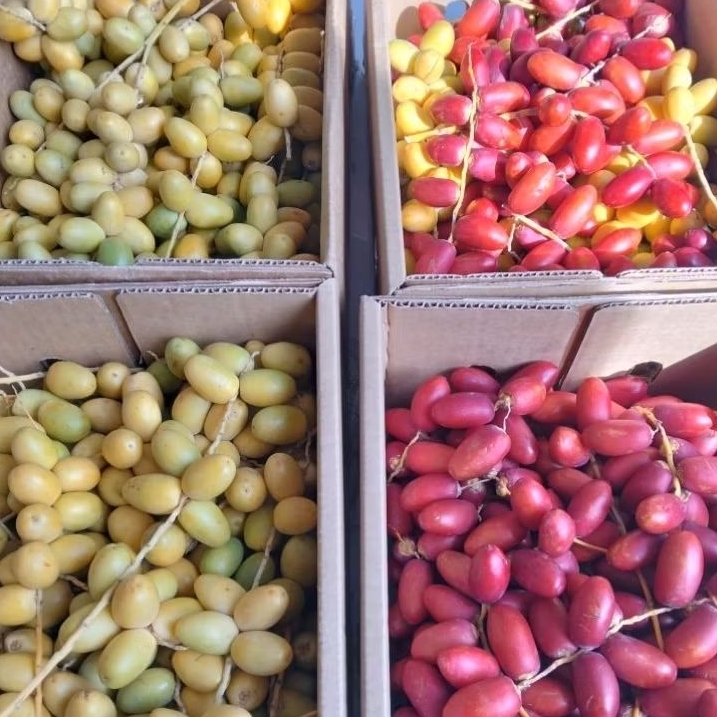 

PO 22 Juli Kurma muda BARHEE kuning 250gr dan buah zuriat